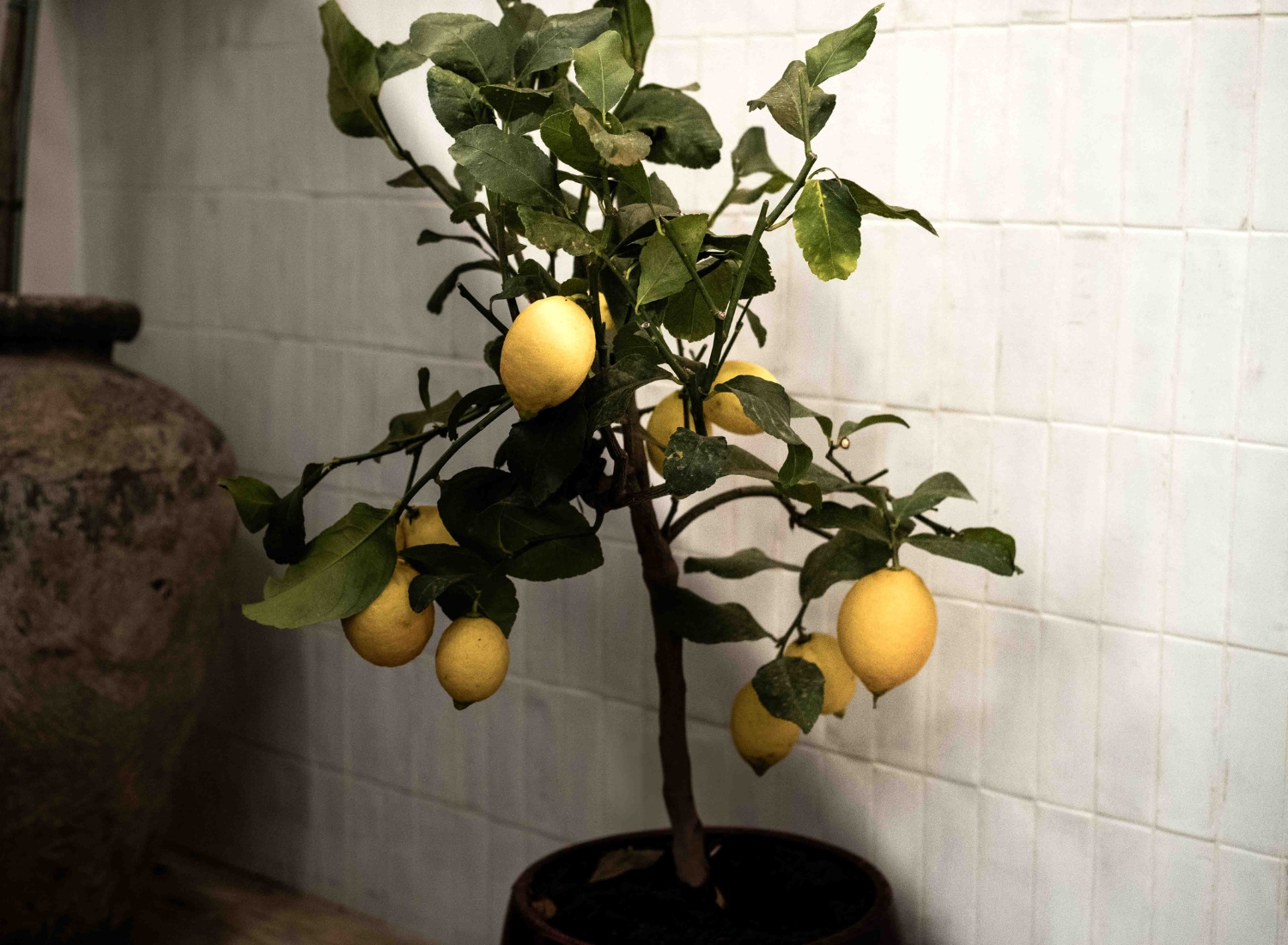 Agrum Restaurant photo